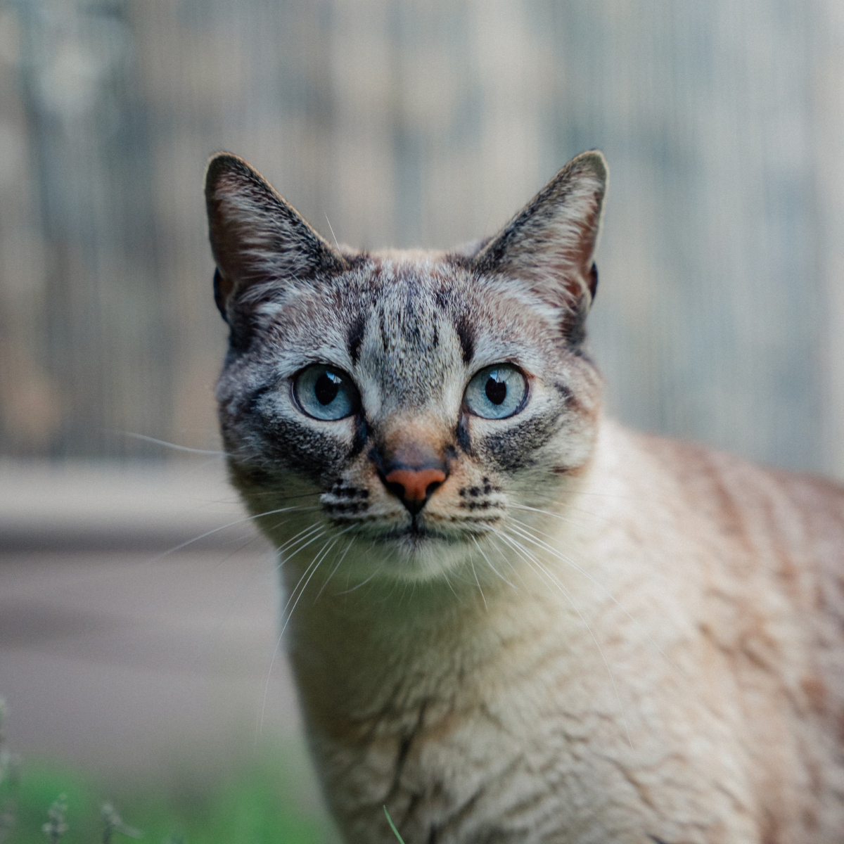 Gatos